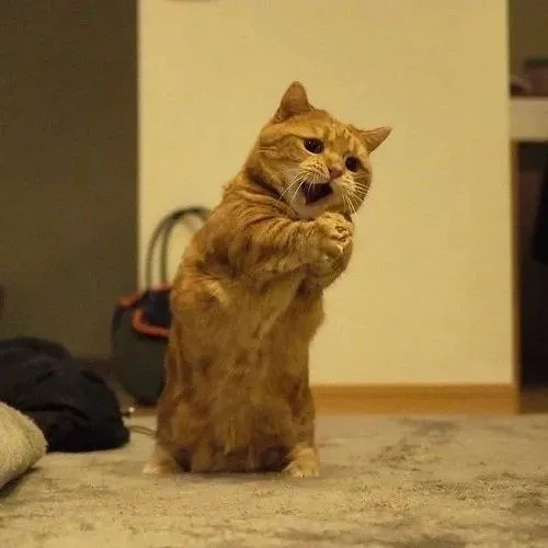 meme cầu xin cute