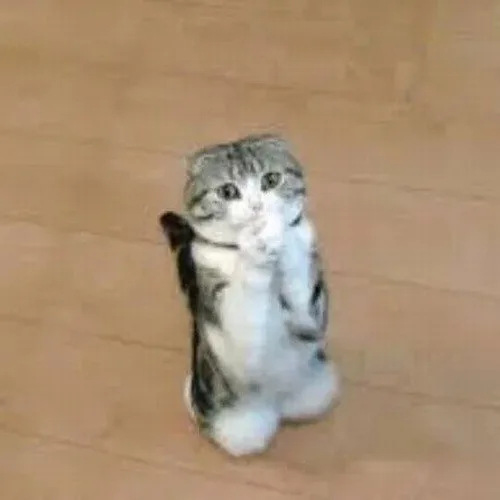 meme cầu xin cute