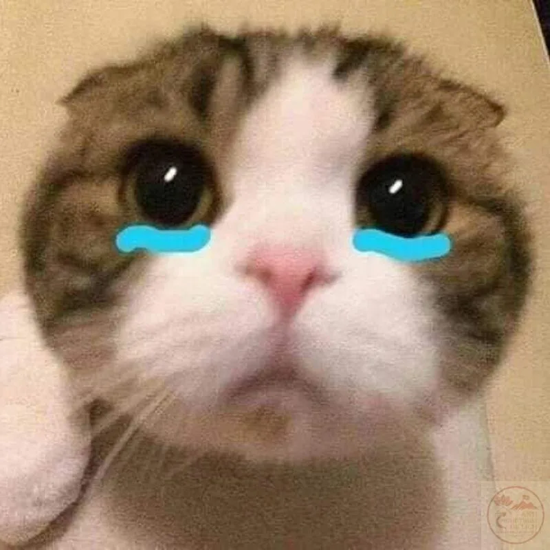 meme cầu xin cute