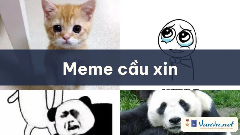 meme cầu xin