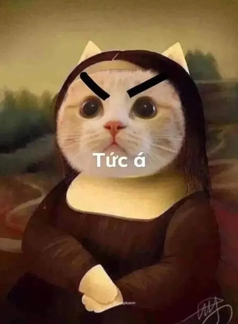 meme cay mèo