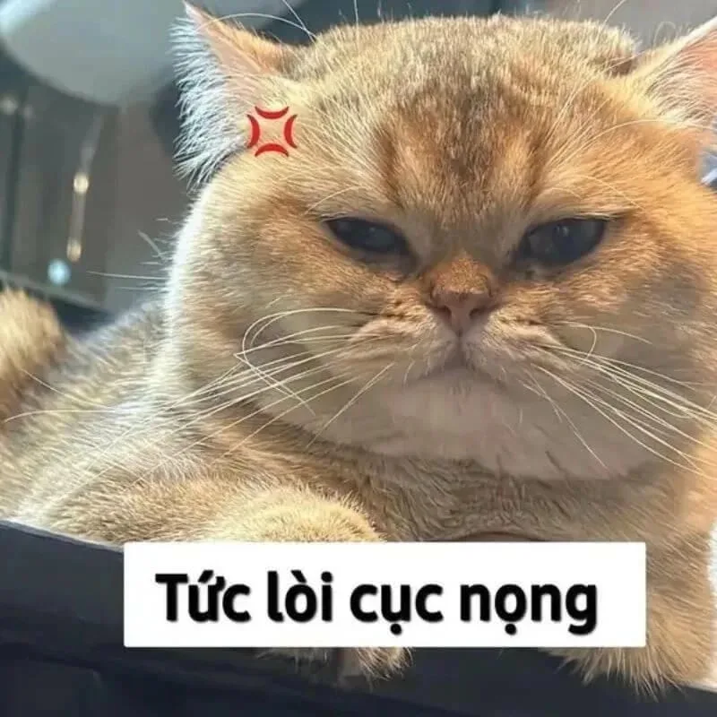 meme cay mèo