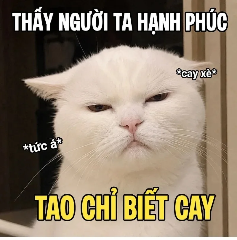 meme cay mèo