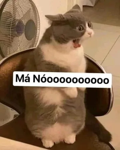 meme cay mèo