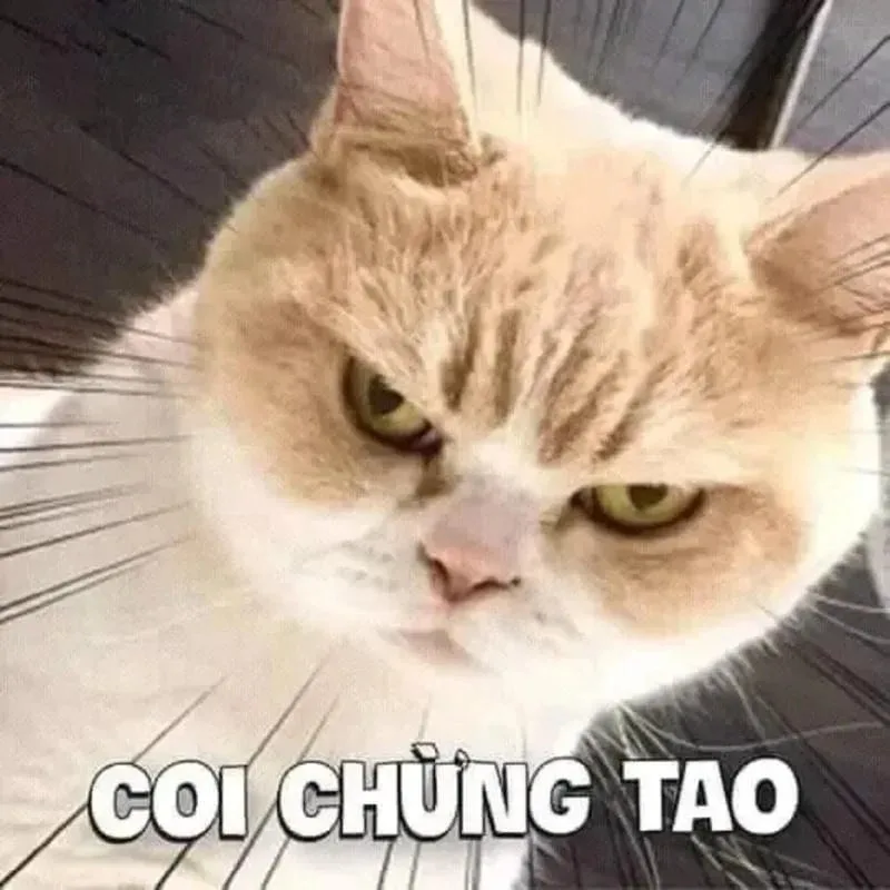 meme cay mèo