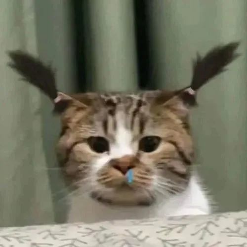 meme chán