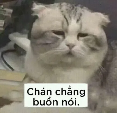 meme chán