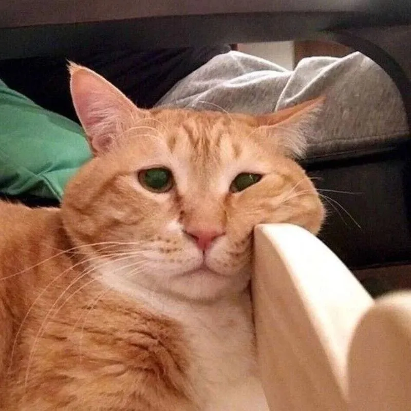 meme chán