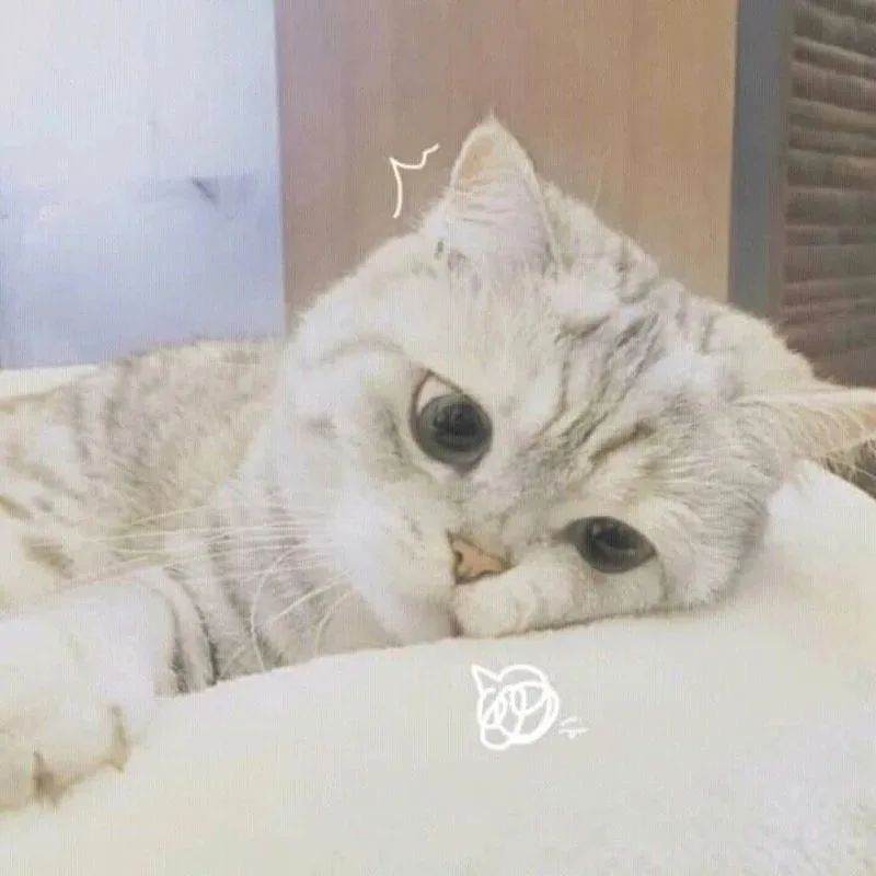 meme chán