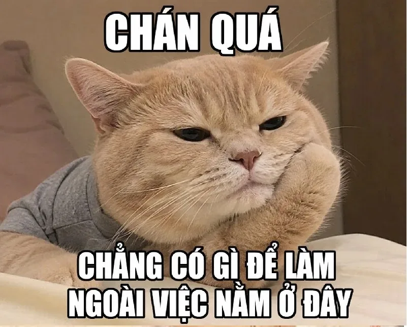 meme chán