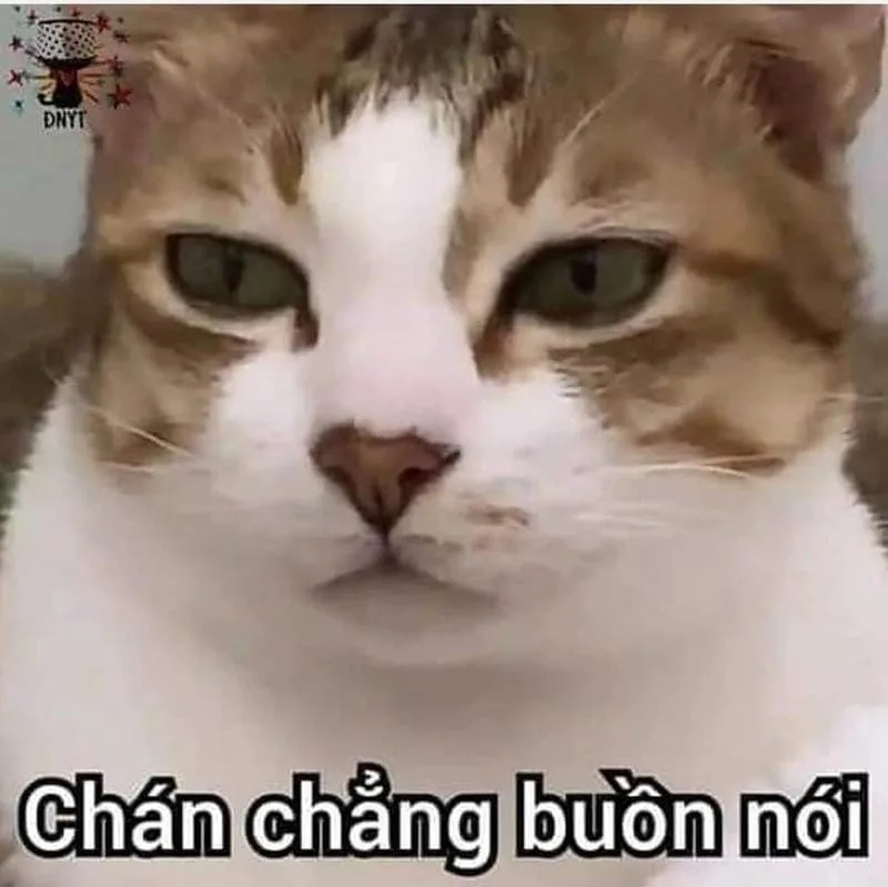 meme chán