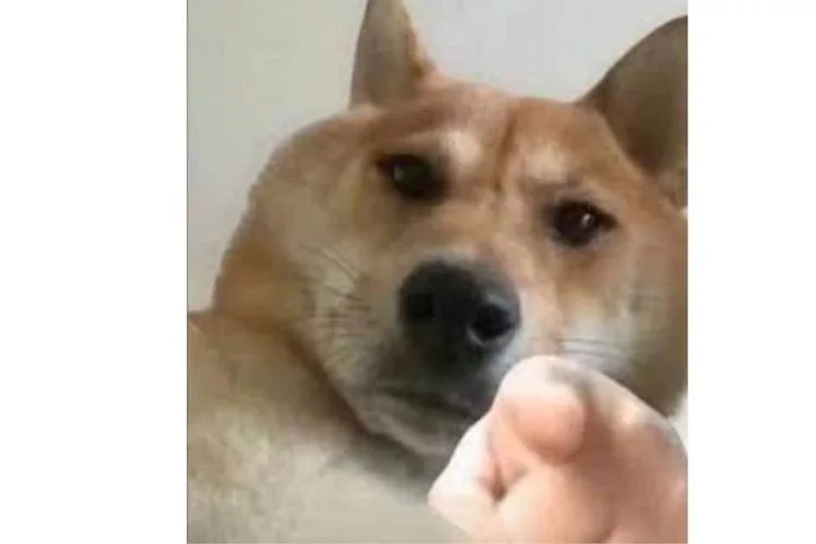 meme chỉ tay vào màn hình