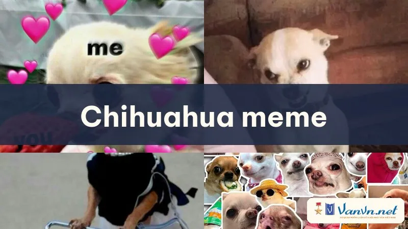 chihuahua meme