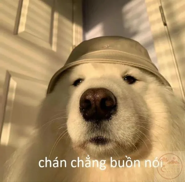 meme chờ đợi hài hước