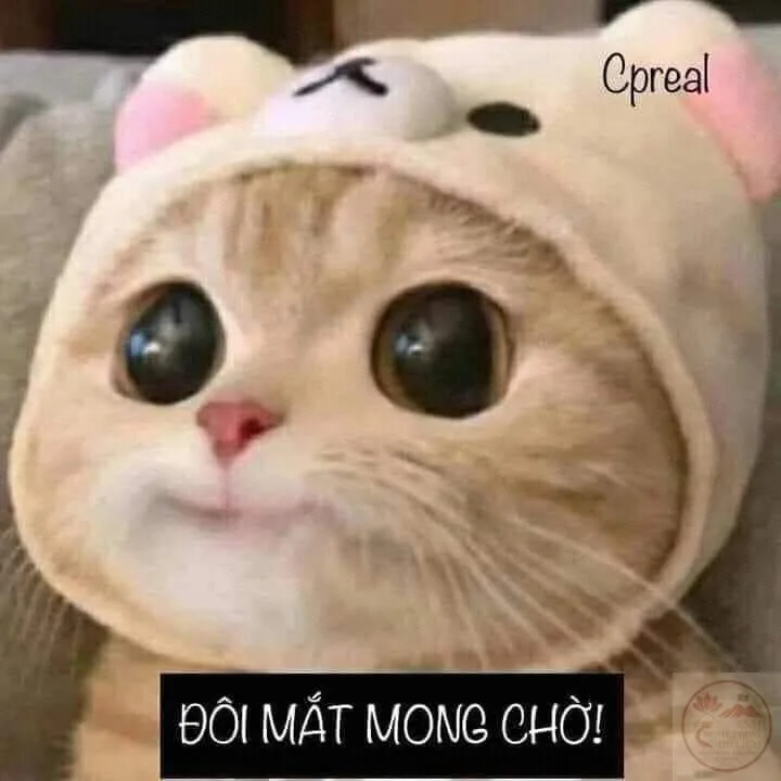 meme chờ đợi cute