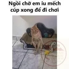 meme chờ đợi cute