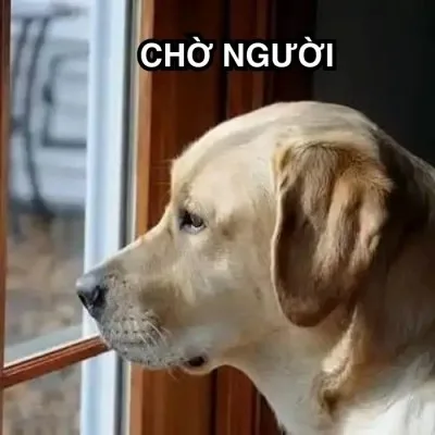 meme chờ đợi cute