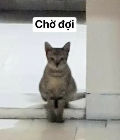 meme chờ đợi cute