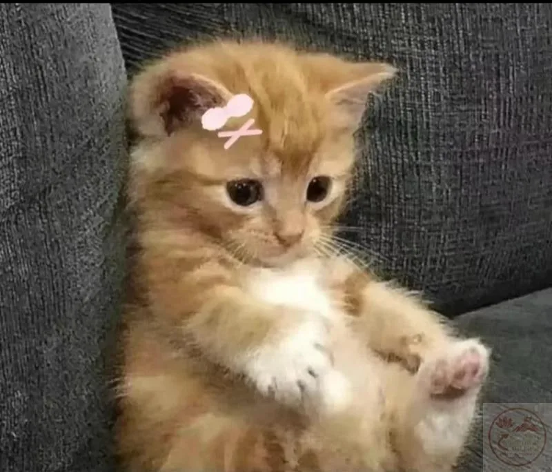 meme chờ đợi cute
