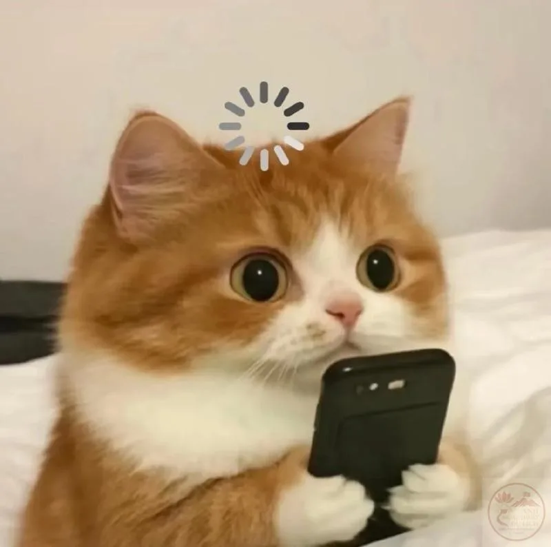 meme chờ đợi tin nhắn