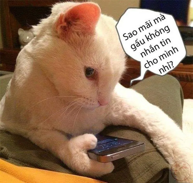 meme chờ đợi tin nhắn