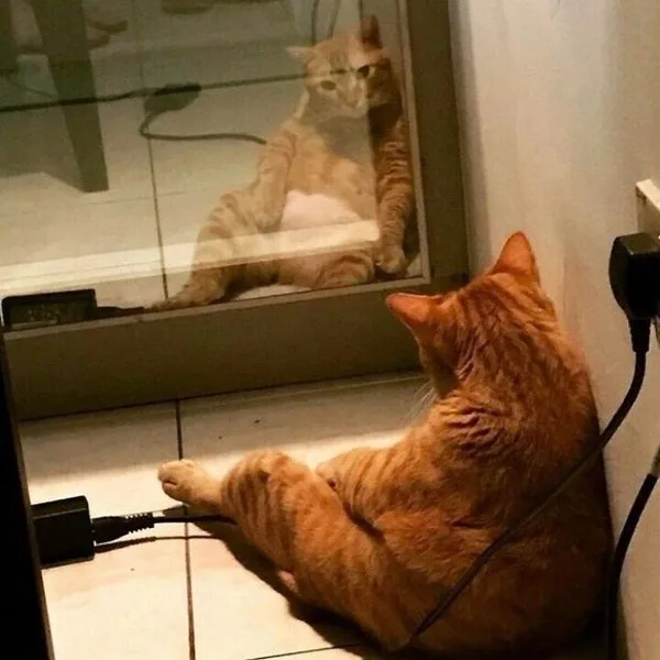 meme chờ đợi cute