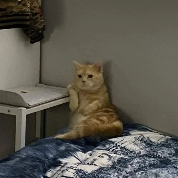 meme chờ đợi cute