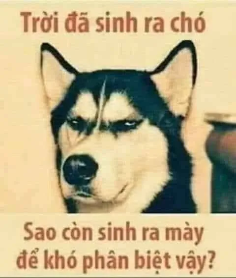 hình ảnh chửi khéo