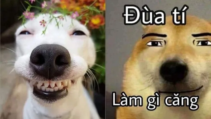 meme chửi nhau