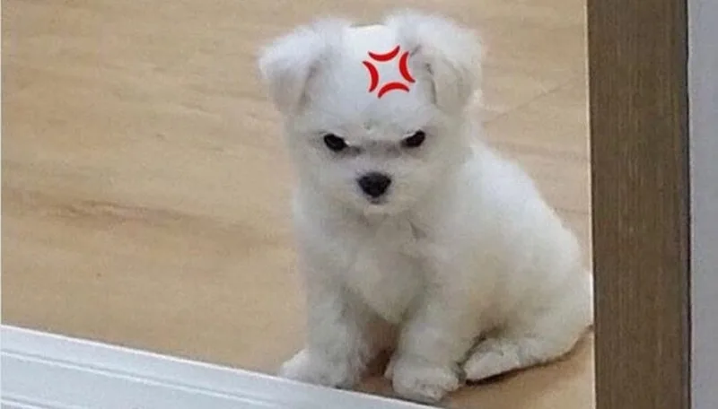 ảnh meme chửi