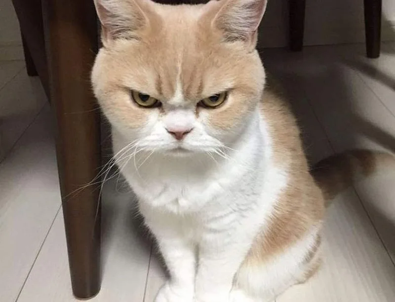 ảnh meme chửi