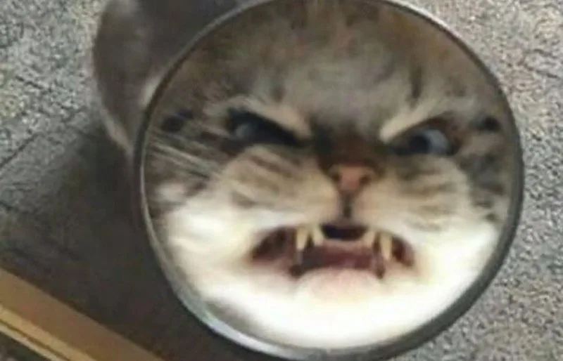 ảnh meme chửi