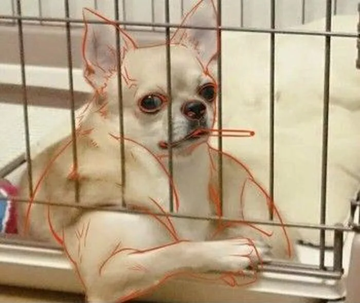 meme cơ bắp chó