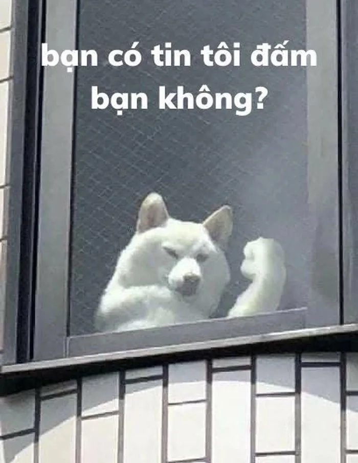 meme cơ bắp chó
