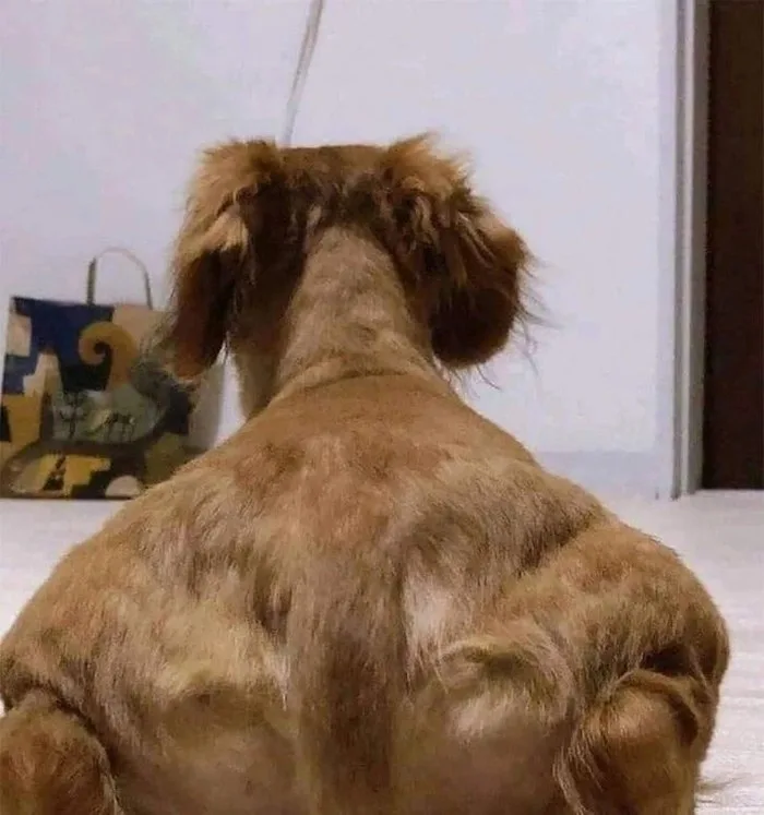 meme cơ bắp chó