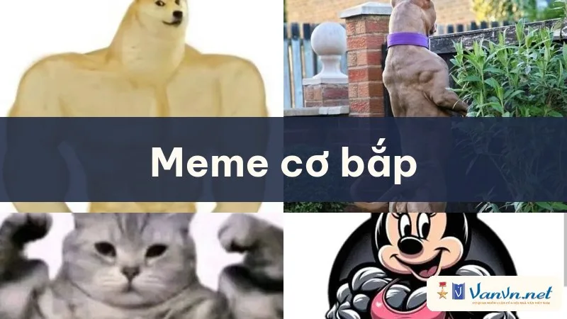 meme cơ bắp