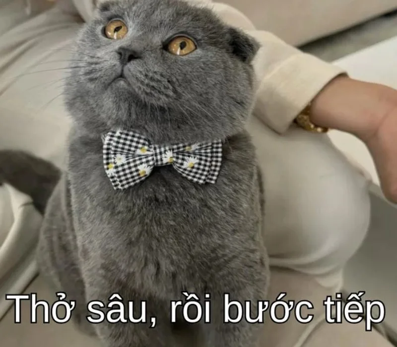 meme cố lên