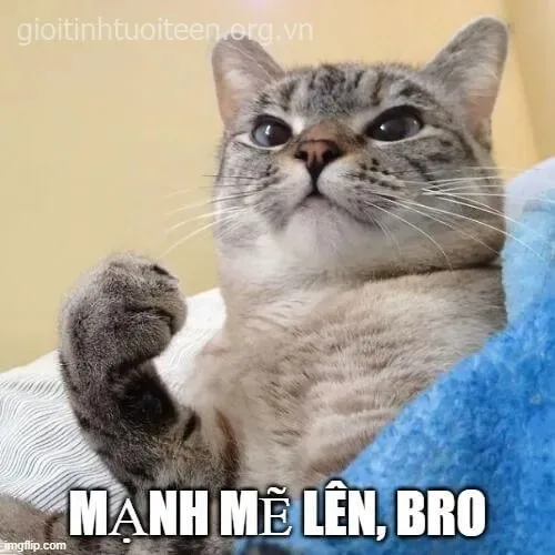 meme cố lên