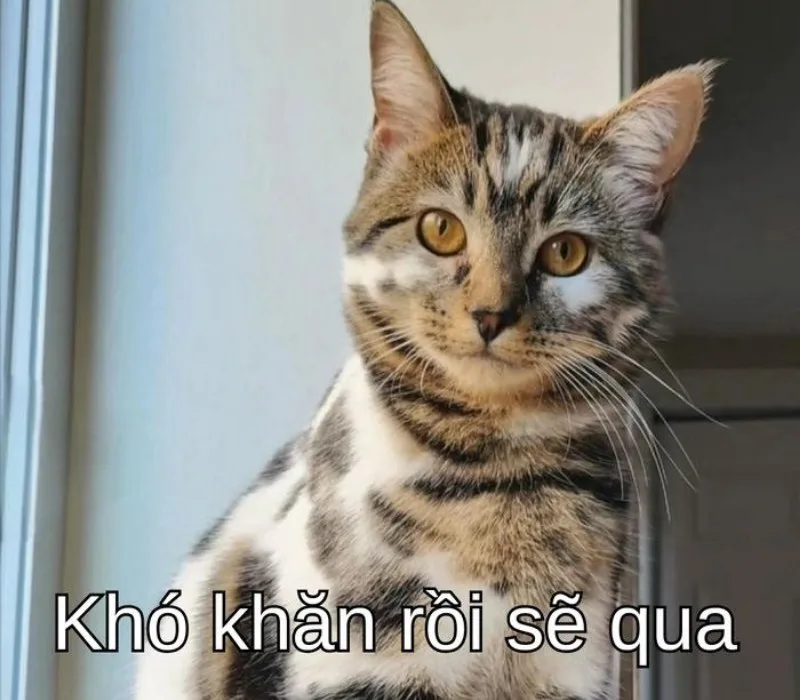 meme cố lên