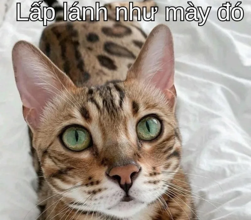 meme cố lên