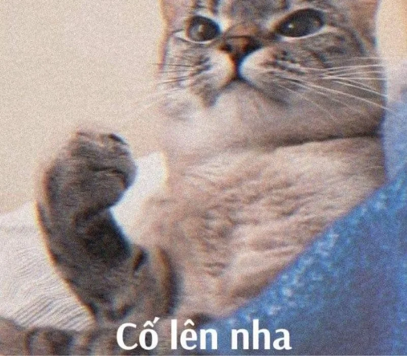 meme cố lên