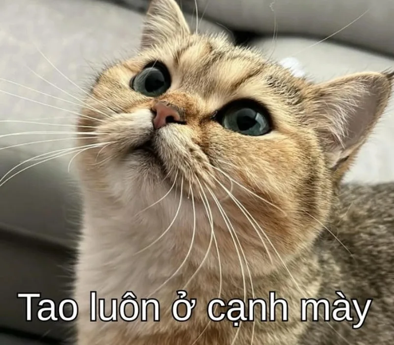 meme cố lên