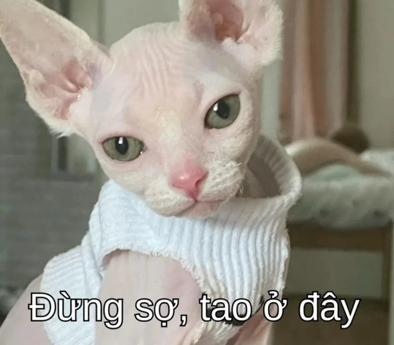 meme cố lên