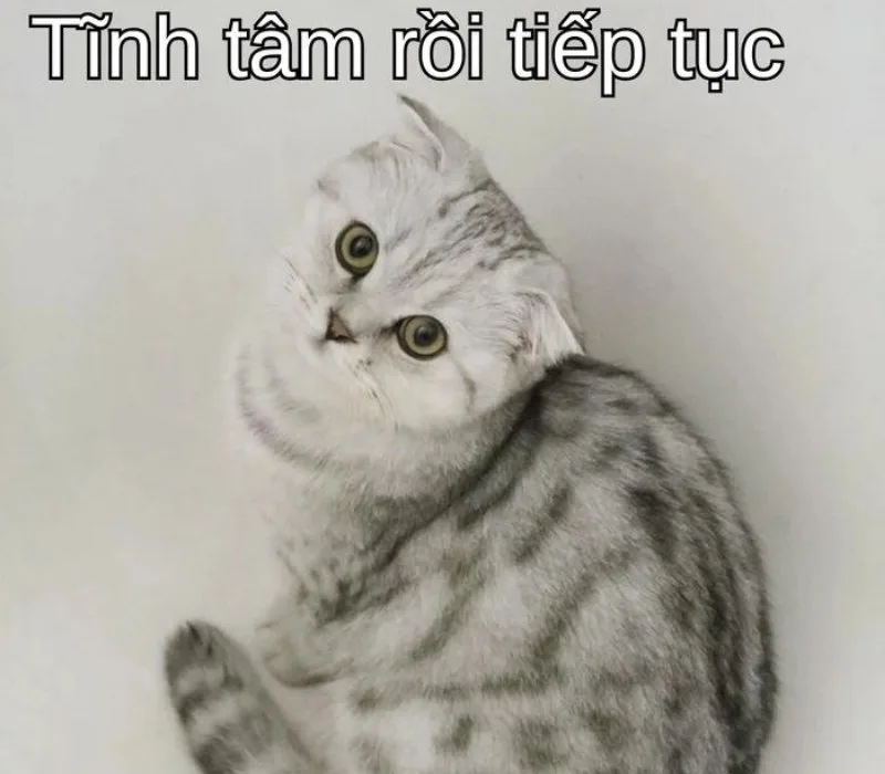 meme cố lên