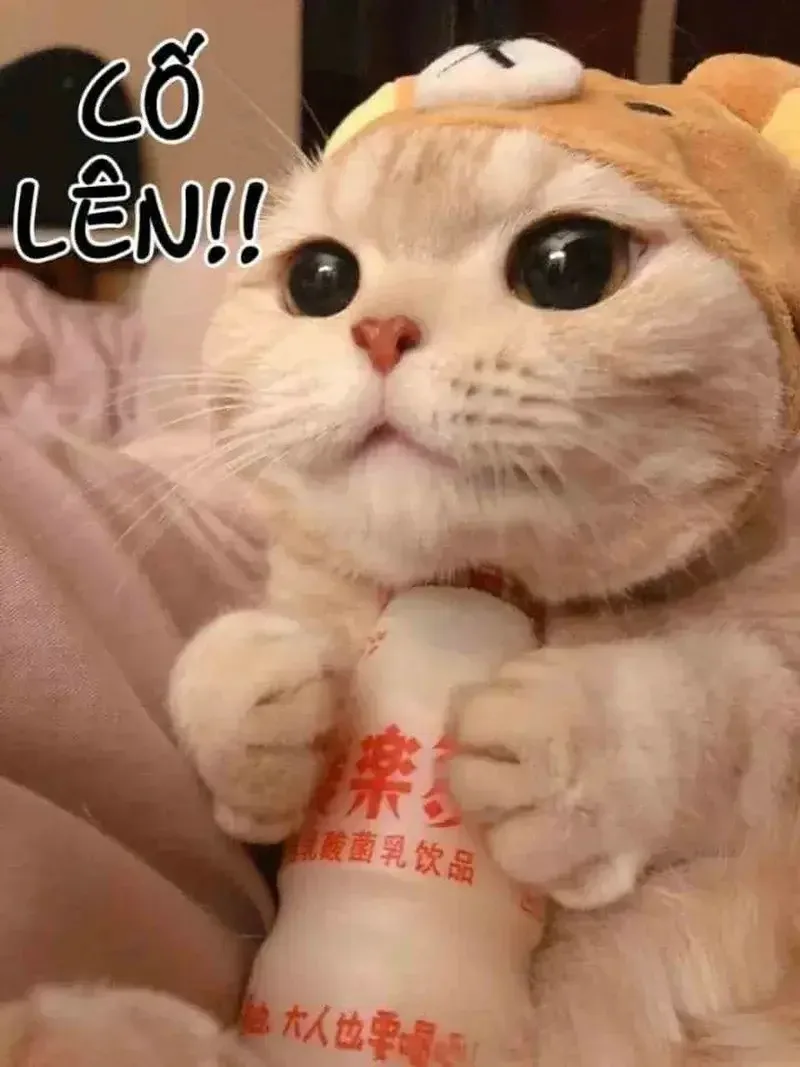 meme cố lên
