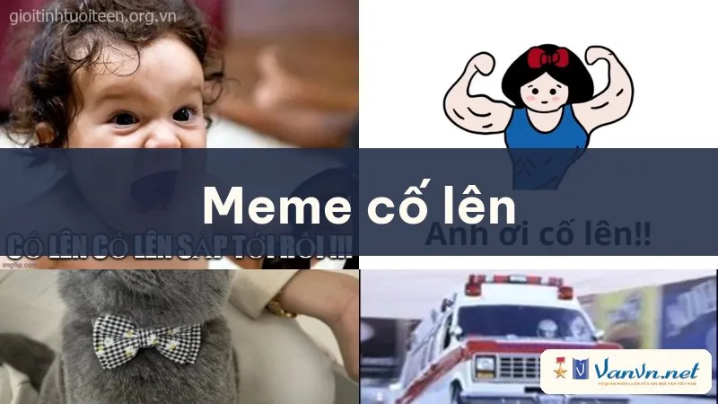 meme cố lên