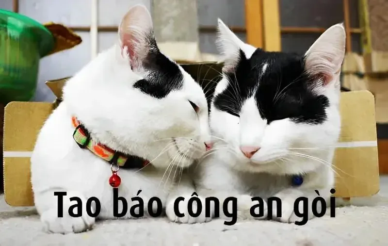 meme báo công an