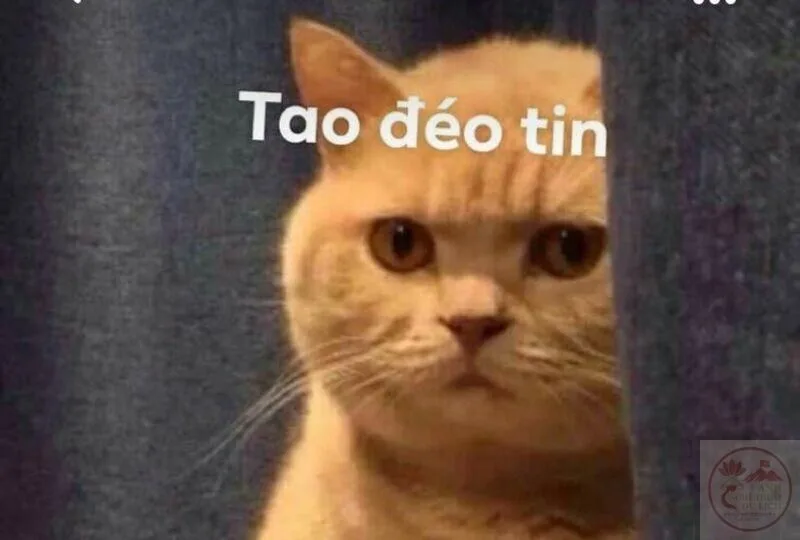 meme đéo tin