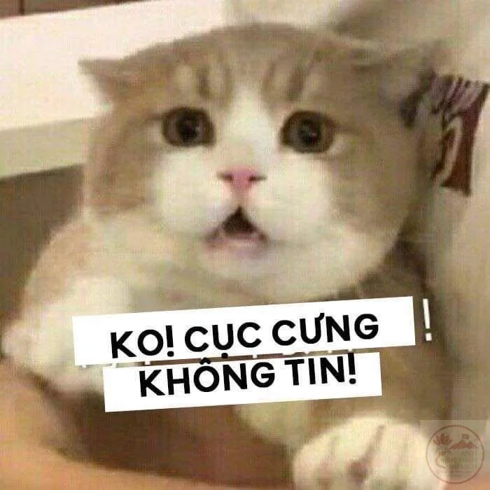 meme đéo tin