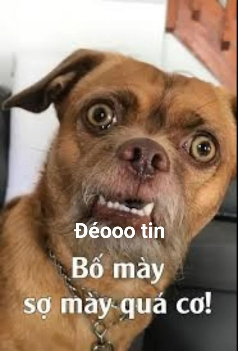 meme đéo tin